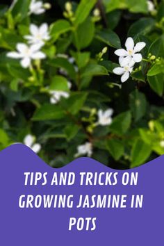 some white flowers with the words tips and tricks on growing jasmine in pots