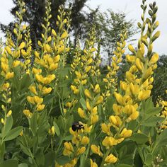 yellow flowers with green leaves in the foreground and trees in the backgroud