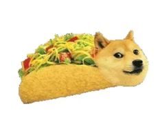 a doge head laying on top of a taco covered in noodles and lettuce