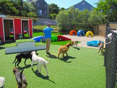 dog park Dog Daycare Design, Backyard Dog Area, Pet Waste Station, Hotel Pet, Luxury Dog Kennels, Dog Swimming Pools, Cat Hotel, Animal Rescue Center