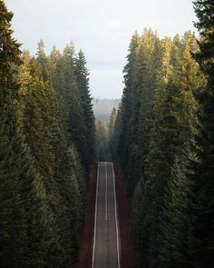 an empty road surrounded by tall pine trees