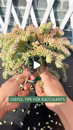 Succulents on Instagram: "Useful tips for your succulents 🪴 
👉 My Youtube channel: Succulent Garden

#多肉植物 #succulents #succulentlove #多肉#succulentlover #succulentaddict #succulent #succulentobsession #succulentlife #succulentcity #succulentobsessed #succulentcollection #succulover #succulove #succulentaddiction #senda #vuonsenda #reels" Propogating Plants, How To Propagate Succulents, Propagate Succulents From Leaves, Propagate Succulents, Scent Garden, Succulent Garden Indoor, Succulent Garden Diy, Propagating Succulents