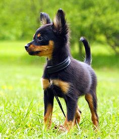 a small black and brown dog standing in the grass