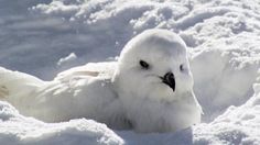 a white bird is sitting in the snow