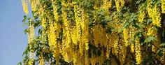 yellow flowers are growing on the branches of a tree