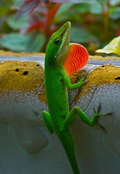 a green lizard with an orange ball in its mouth on a cement surface next to plants