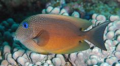 a fish that is sitting on some coral