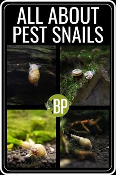 all about pest snails by bp