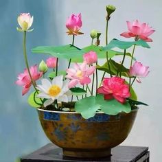 a potted plant with pink and white flowers on top of a wooden table next to a blue wall