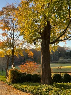 a park bench sitting next to a tree filled with lots of green grass and yellow leaves