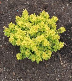 small yellow flowers growing out of the ground