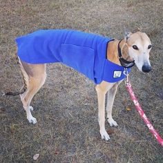 a dog wearing a blue coat standing in the grass