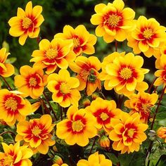 yellow and red flowers with green leaves in the background