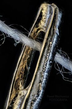 an extreme close up view of a tree branch