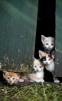 three kittens are peeking out from behind a wooden door, with the caption in german