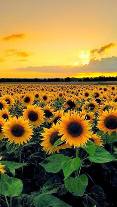 sunflowers are blooming in the field at sunset