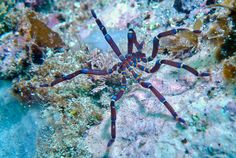 a blue and black crab on the bottom of a coral with other sea life around it