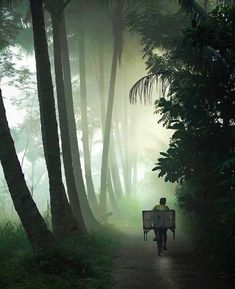 a person sitting on a bench in the middle of a forest with trees and fog