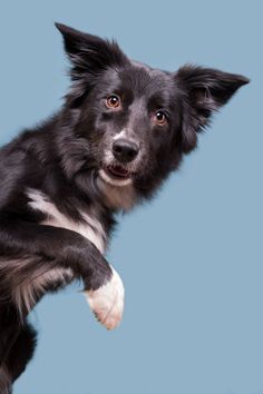 a black and white dog jumping in the air