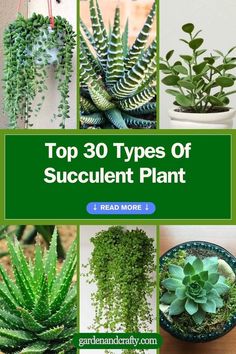 Top 30 Types Of Succulent Plant With Pictures And Names Succulent And Flower Garden, Names Of Succulent Plants, Indoor Plant Names, Succulent Types Chart, Succulent Identification Chart, Types Of Succulents With Pictures, Different Succulents Plants, Weird Succulents, Identifying Succulents