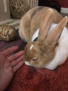 a brown and white rabbit sitting on top of a rug next to a person's hand