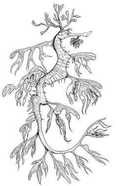 a drawing of a sea horse with its tail curled up and some branches growing out of it