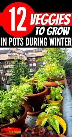 several potted plants with the title 12 veggies to grow in pots during winter