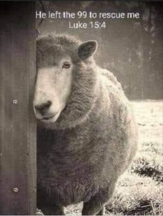 Ayat Alkitab, Inspirational Scripture, A Sheep, He Left, Inspirational Prayers