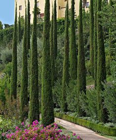 the tall trees are lined up against the building's yellow walls and flowers in the foreground