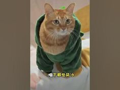 an orange tabby cat wearing a green robe