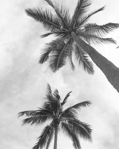 black and white photograph of two palm trees