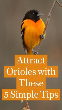 an orange and black bird sitting on top of a tree branch with the words attract orioles with these 5 simple tips