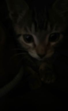 a close up of a cat in the dark