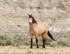 a brown horse standing on top of a dry grass covered field with mountains in the background