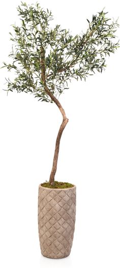 an olive tree in a woven pot on a white background with clipping for text