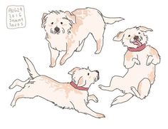 three white dogs with red collars running and jumping