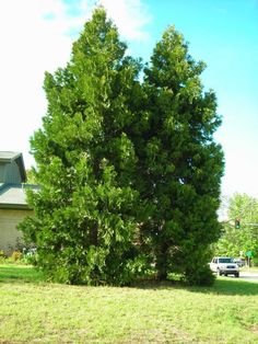 a large green tree sitting in the middle of a grass covered field next to a house