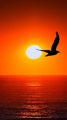 a bird flying in front of the sun at sunset or sunrise over the ocean with it's wings spread out