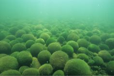 an underwater view of some very green balls in the ocean water with sunlight shining on them