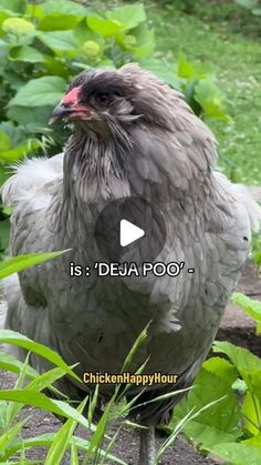 a gray chicken standing on top of a lush green field