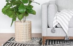 a large potted plant sitting on top of a wooden floor next to a chair