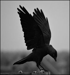 a black and white photo of a bird with its wings spread out, perched on a post