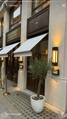 an olive tree in a white pot on the side of a building with awnings