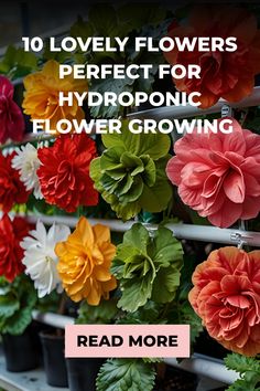 flowers that are in pots with the words 10 lovely flowers perfect for hydroponic flower growing