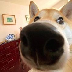 a close up of a dog's face with a wooden dresser in the background