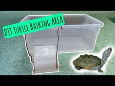 a turtle is sitting on the floor next to a box with a sign that says diy turtle baking area