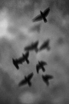 black and white photograph of birds flying in the sky