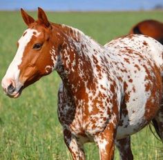 a brown and white horse standing on top of a lush green field next to other horses