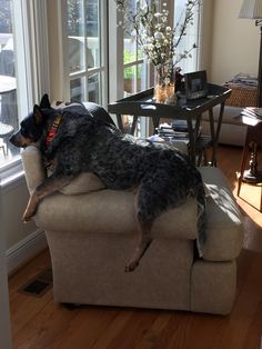 a dog laying on top of a couch next to a window