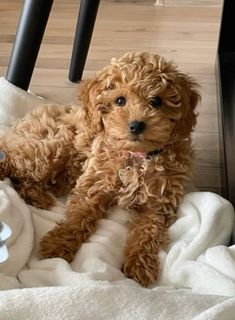 a small brown dog laying on top of a bed